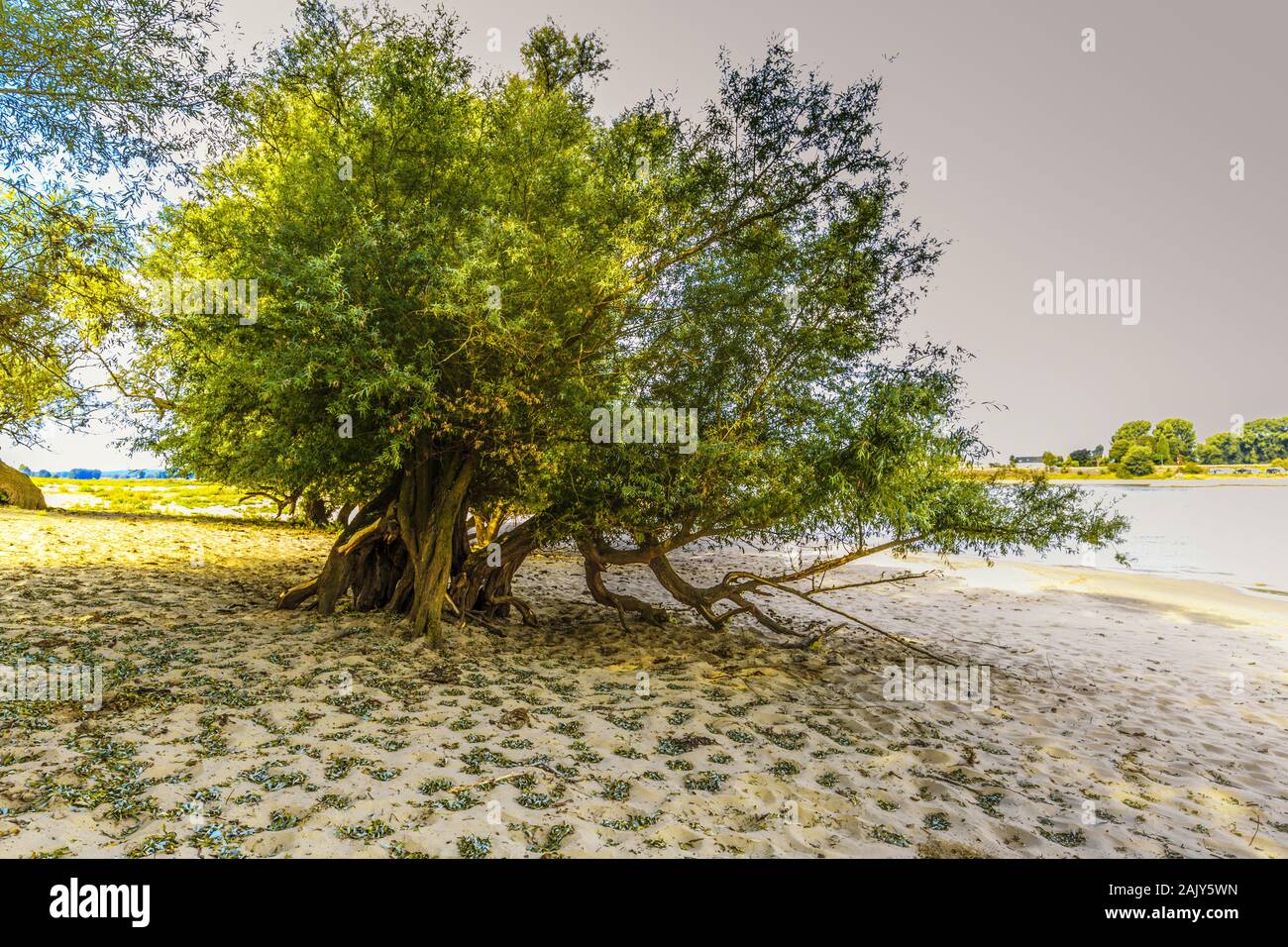 Full-grown willow tree on the Dutch riverbank of the river Waal with exposed roots because high tide and fast-flowing river washed away the subsurface Stock Photo