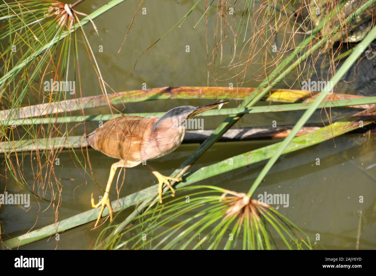 Around Singapore - Botanic Gardens - wildlife Stock Photo