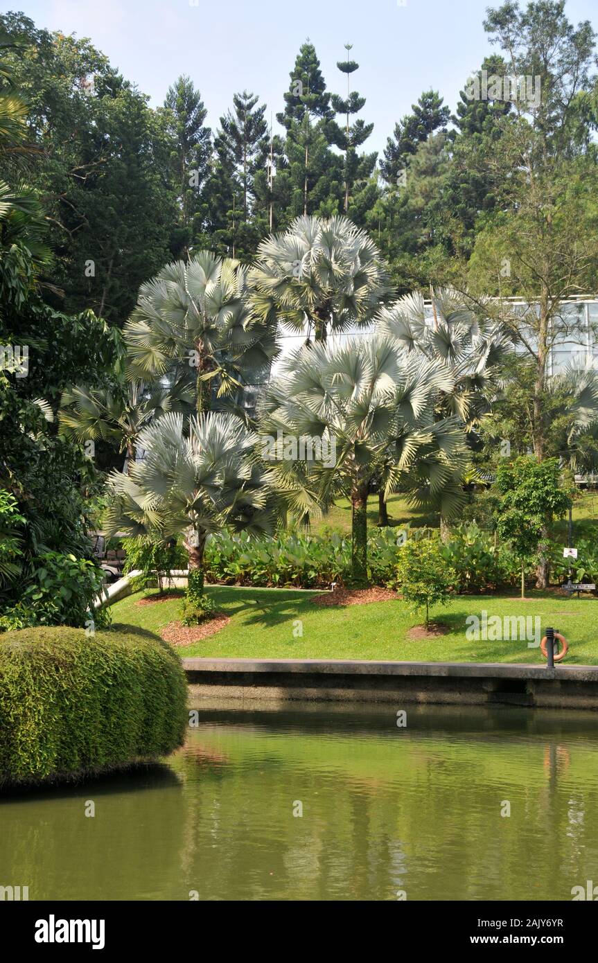 Around Singapore - Botanic Gardens Stock Photo