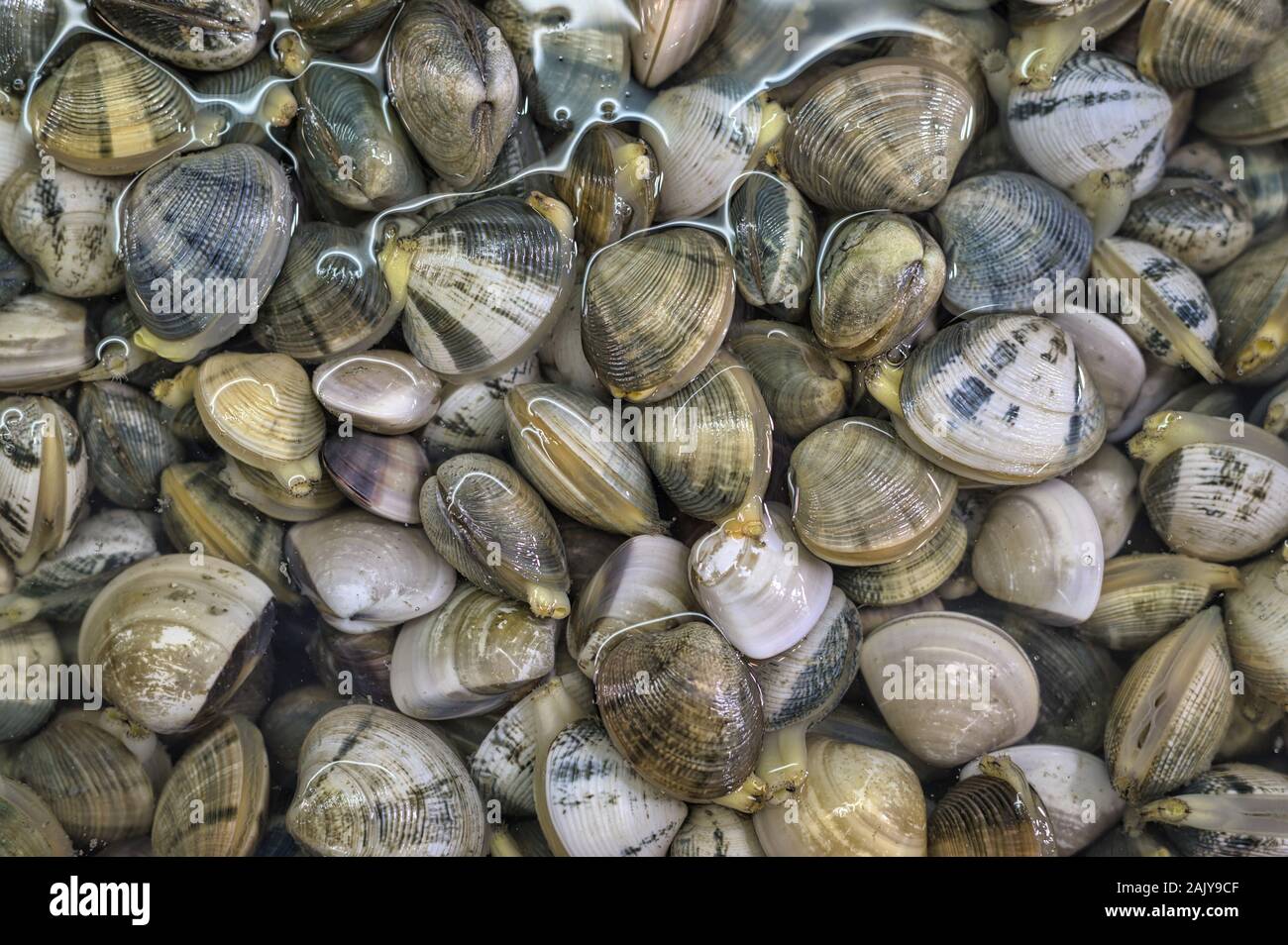 clams in water