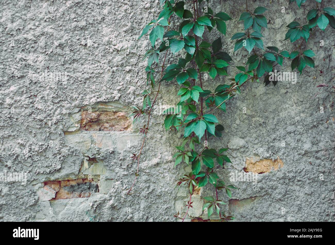 Old weathered stucco wall with hanging decorative woody vines of Parthenocissus inserta (Woodbine, thicket creeper, false Virginia creeper) in summer Stock Photo