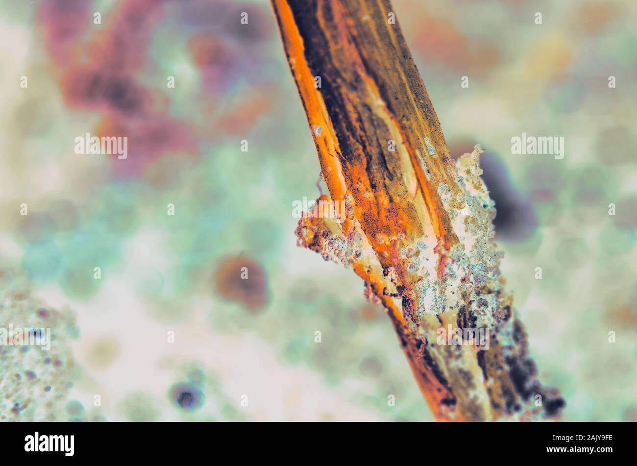 Dead dry coffee plant stem abstract. Grains of soil on stem. Very shallow depth of field. Abstract microscopic like processing Stock Photo