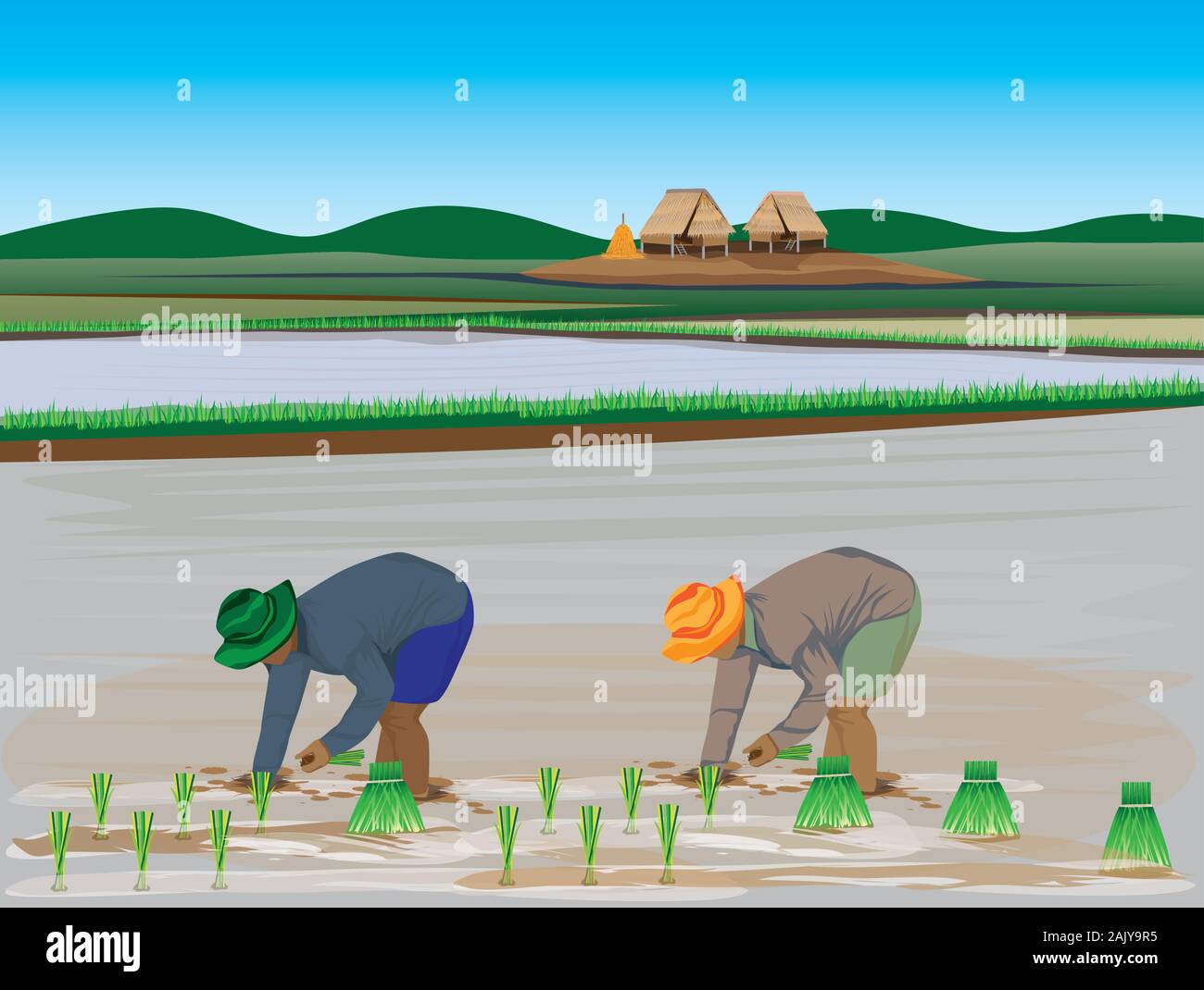 farmer transplant rice seeding in paddy field vector design Stock ...