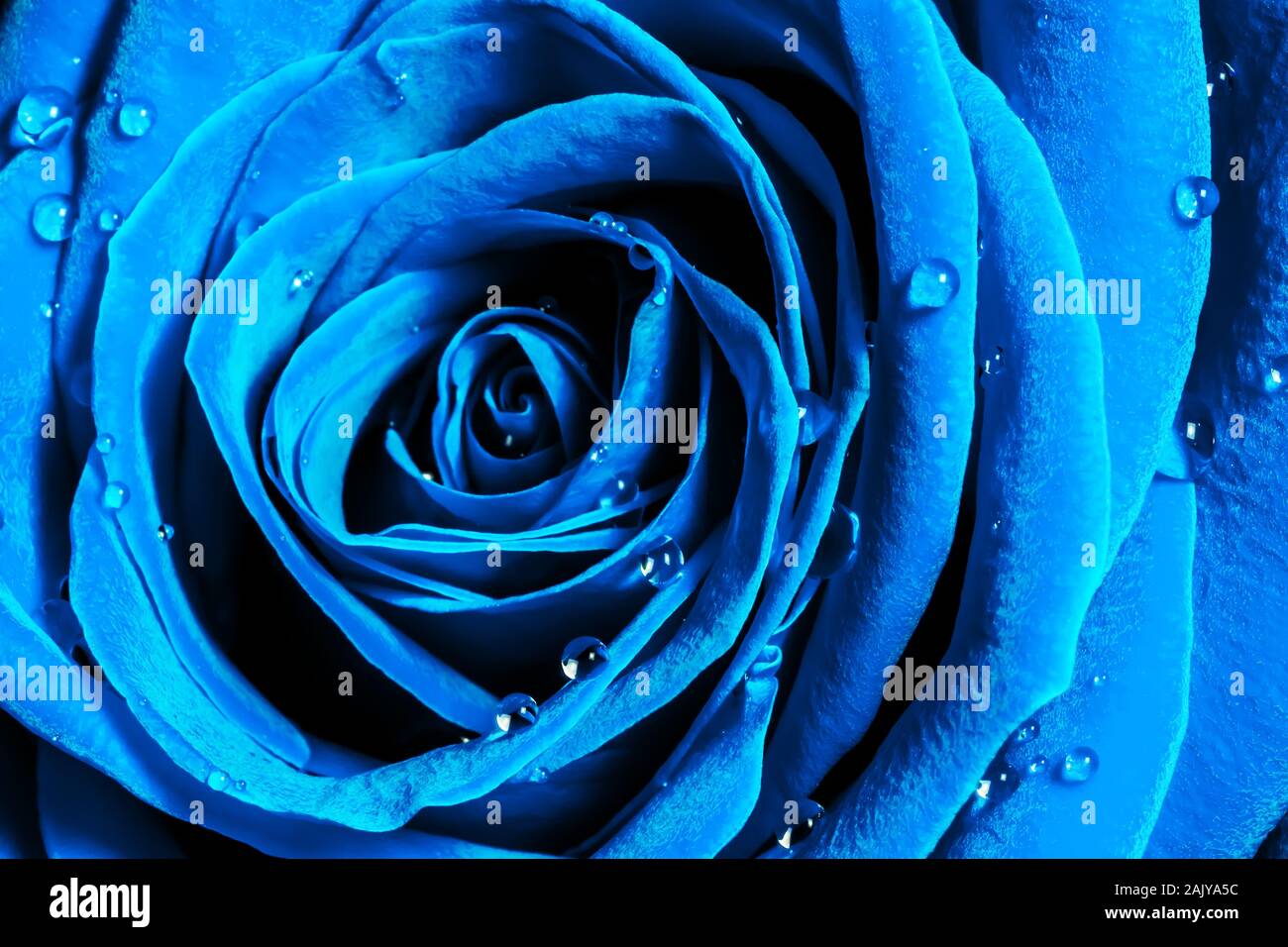 Creative Macro Photo Of A Rose Flower With Drops Of Water Close Up In The Color Trend In Dark Blue Colors Stock Photo Alamy