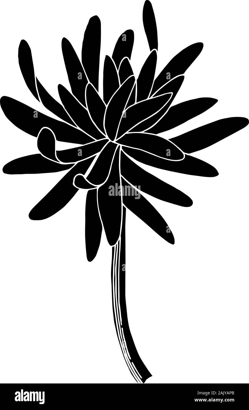 Vector Chrysanthemum floral botanical flower. Wild spring leaf wildflower isolated. Black and white engraved ink art. Isolated chrysanthemum illustrat Stock Vector