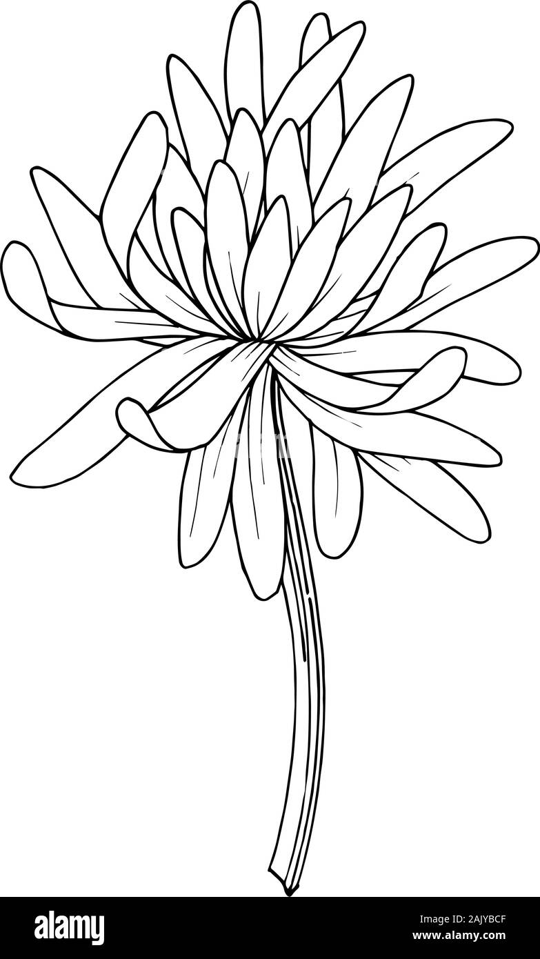Vector Chrysanthemum floral botanical flower. Wild spring leaf wildflower isolated. Black and white engraved ink art. Isolated chrysanthemum illustrat Stock Vector