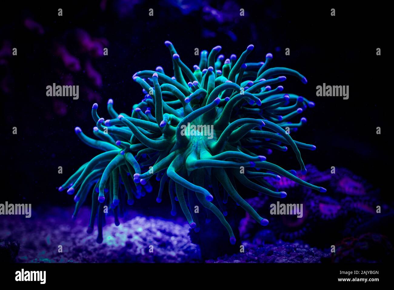 Euphyllia Torch Coral Stock Photo