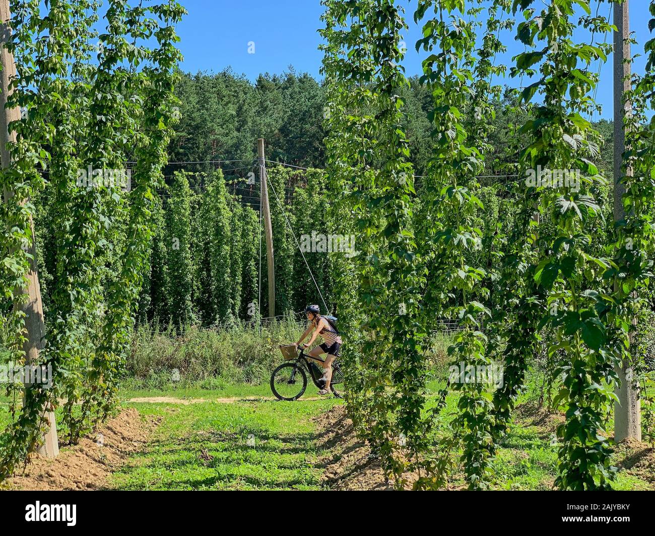 Woman cycling in Hop cultivation, growing area in Pfaffenhofen / Ilm  Bavaria, Germany, August 18, 2019. © Peter Schatz / Alamy Stock Photos  Stock Photo - Alamy