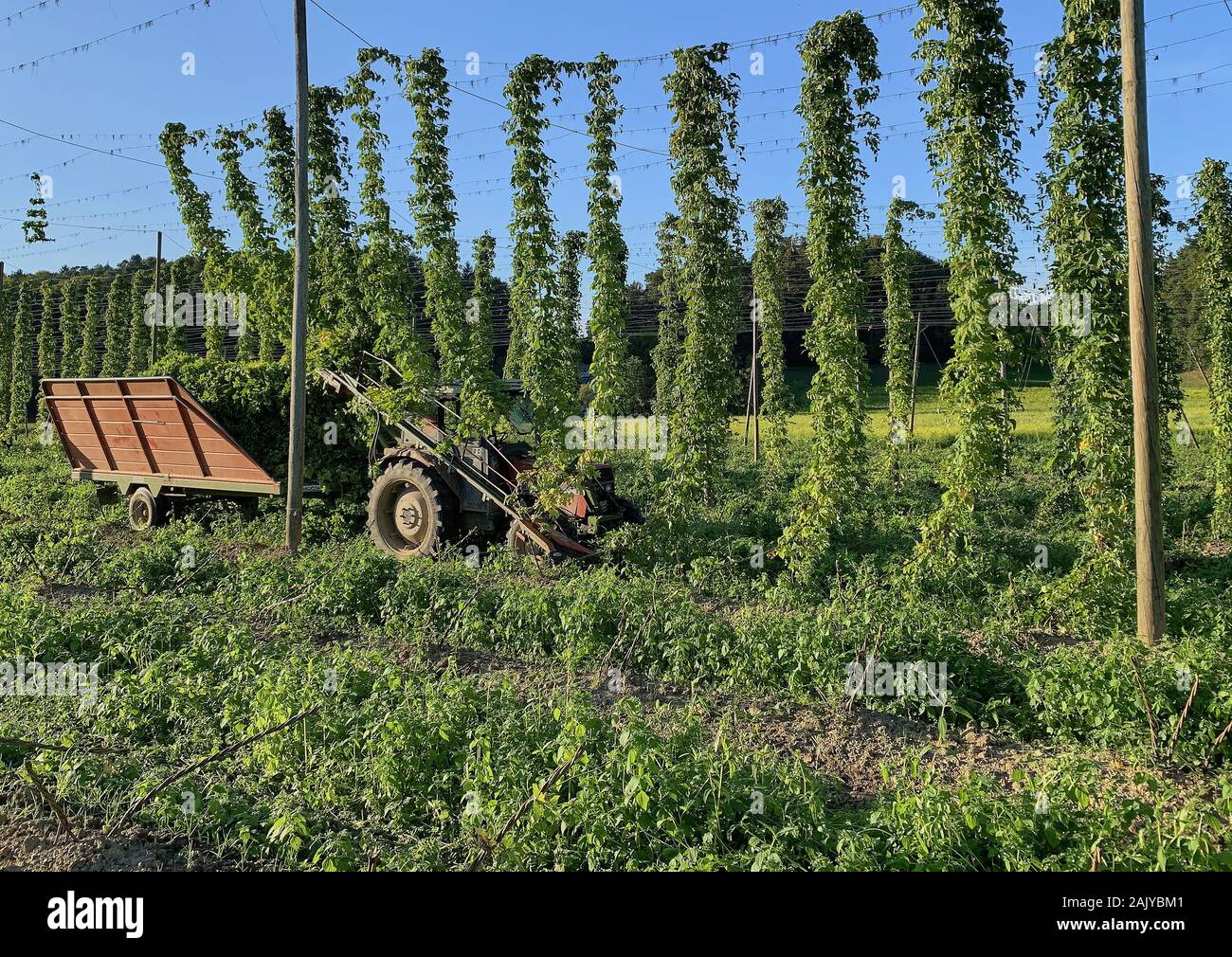 Farmer with tractor in Hop cultivation, growing area in Pfaffenhofen / Ilm Bavaria, Germany, September 15, 2019.  © Peter Schatz / Alamy Stock Photos Stock Photo