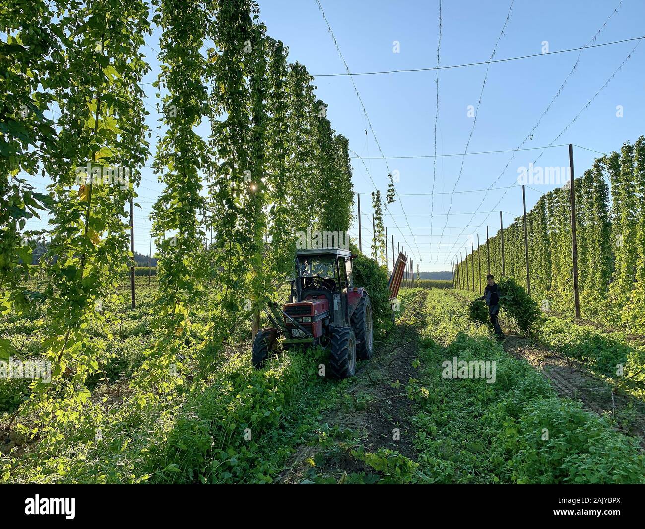 Farmer with tractor in Hop cultivation, growing area in Pfaffenhofen / Ilm Bavaria, Germany, September 15, 2019.  © Peter Schatz / Alamy Stock Photos Stock Photo