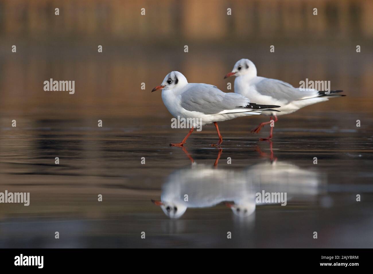 Black-headed Gull (Larus ridibundus) Stock Photo