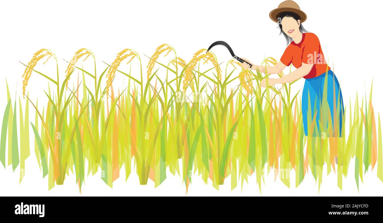 farmer harvest rice in paddy field vector design Stock Vector Image & Art - Alamy farmer harvest rice in paddy field vector design Stock Vector Image & Art - Alamy