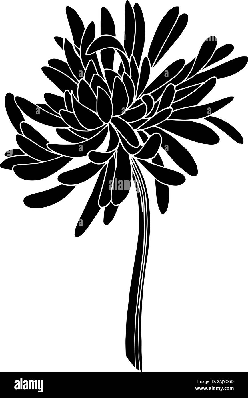 Vector Chrysanthemum floral botanical flower. Wild spring leaf wildflower isolated. Black and white engraved ink art. Isolated chrysanthemum illustrat Stock Vector