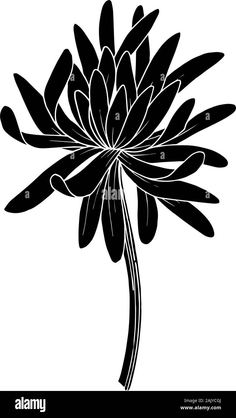 Vector Chrysanthemum floral botanical flower. Wild spring leaf wildflower isolated. Black and white engraved ink art. Isolated chrysanthemum illustrat Stock Vector