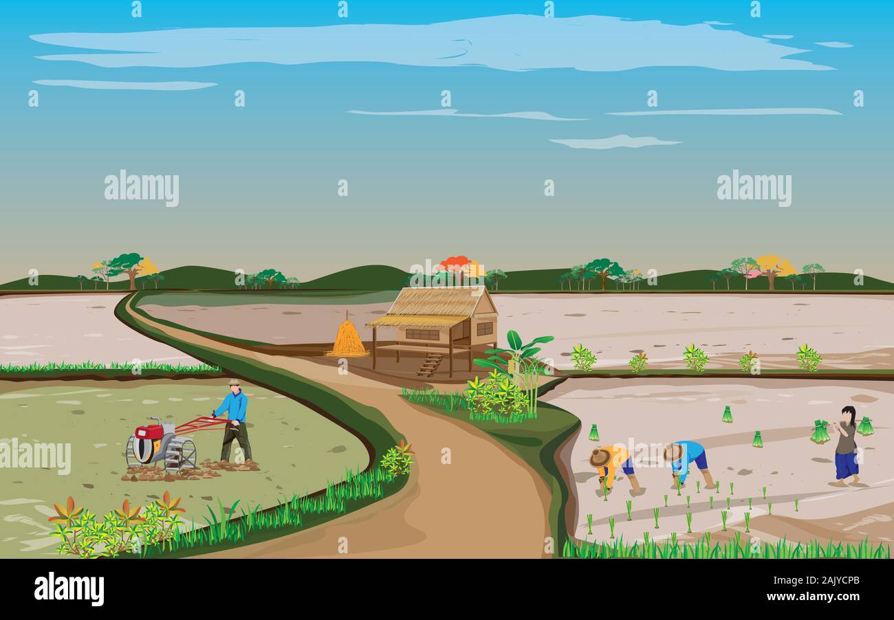 farmer transplant rice seeding in paddy field vector design Stock ...