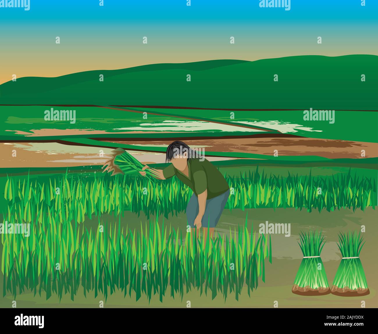 farmer work in paddy field vector design Stock Vector Image & Art - Alamy