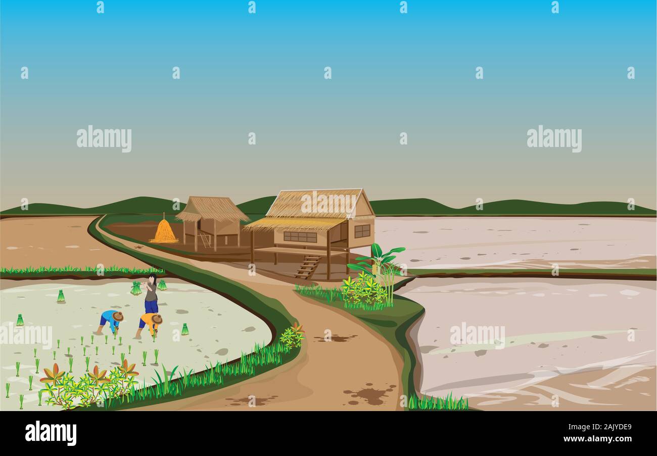 farmer transplant rice seeding in paddy field vector design Stock ...