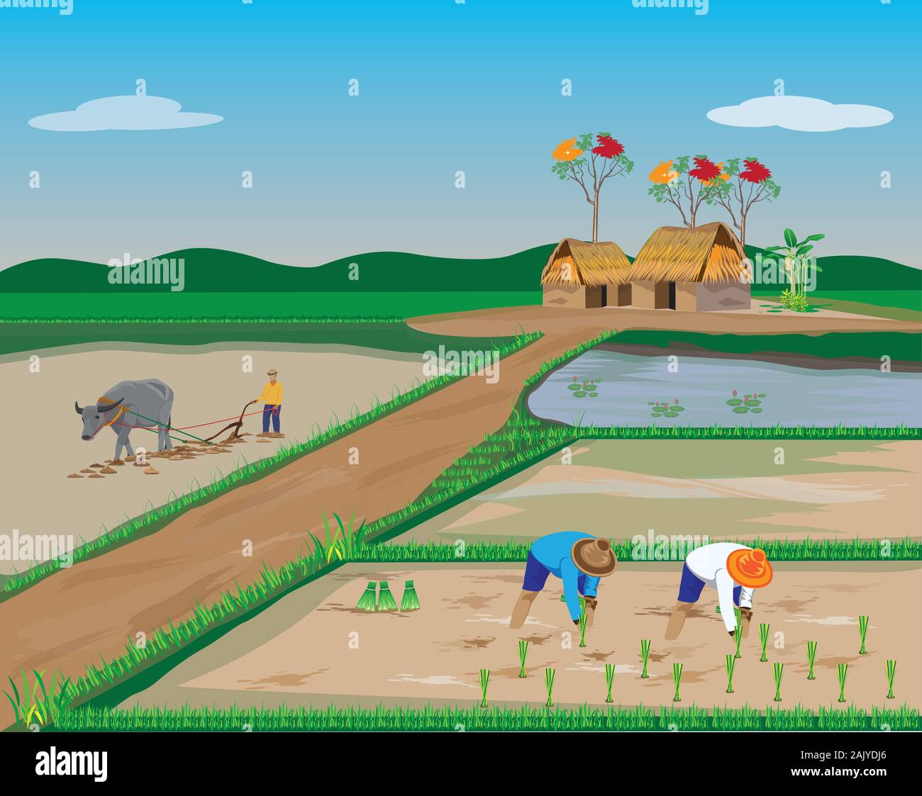 farmer transplant rice seeding in paddy field vector design Stock ...