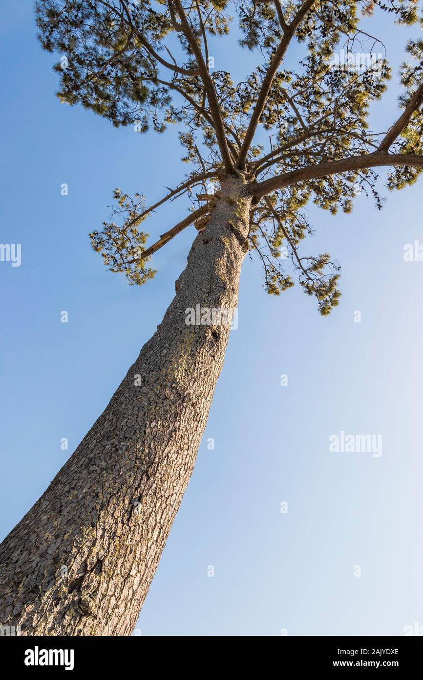 Big old african pine. Treetop and stem. Pines, firs, evergreen trees