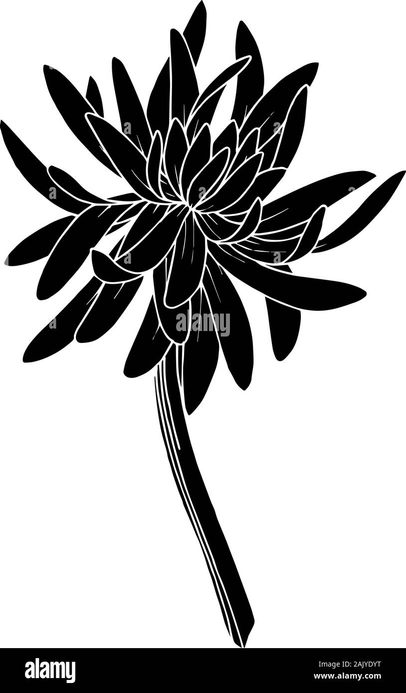 Vector Chrysanthemum floral botanical flower. Wild spring leaf wildflower isolated. Black and white engraved ink art. Isolated chrysanthemum illustrat Stock Vector