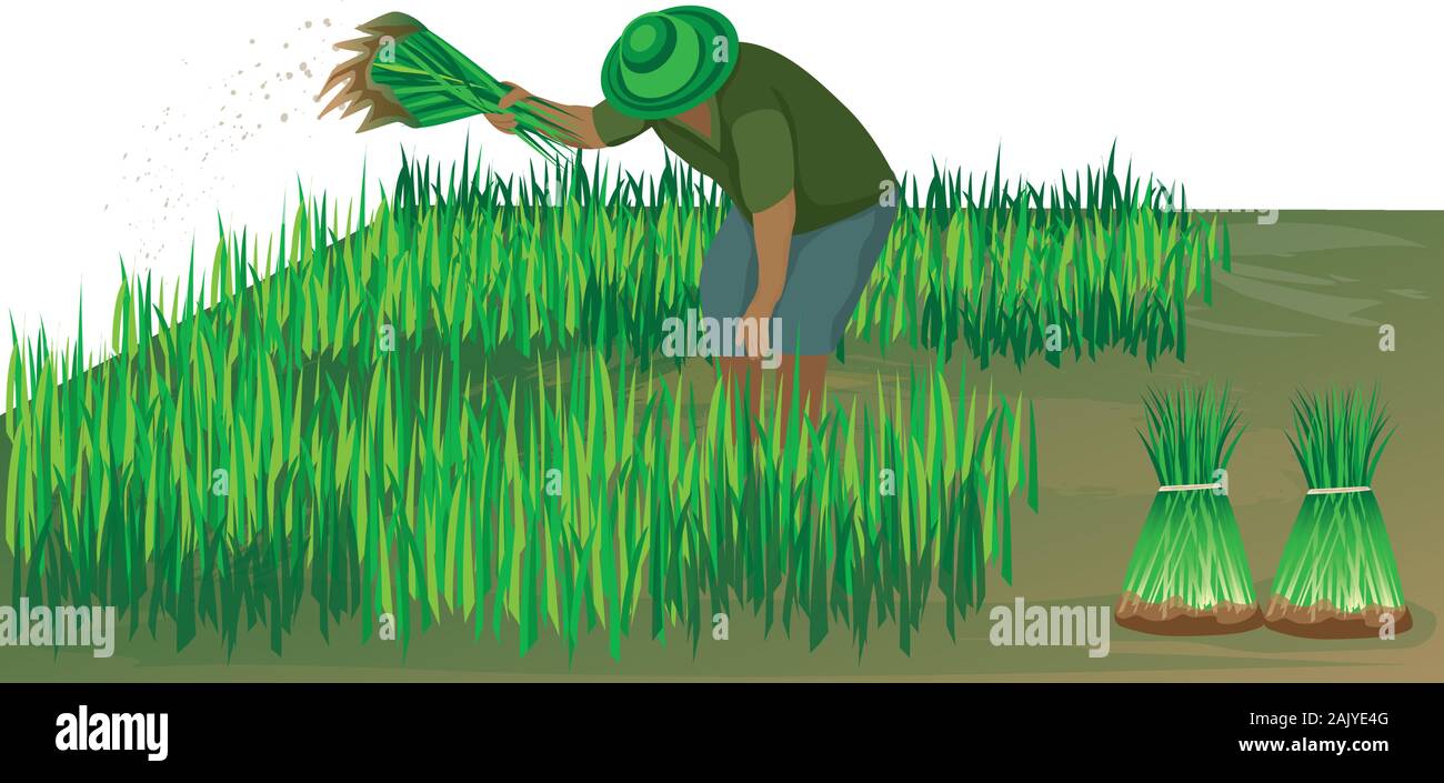 farmer work in paddy field vector design Stock Vector Image & Art - Alamy