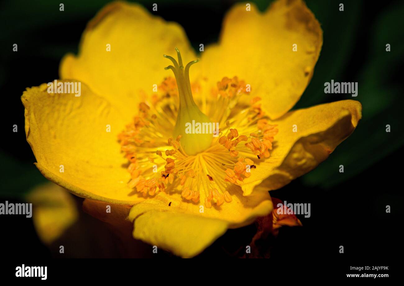 Hypericum Hidcote Stock Photo