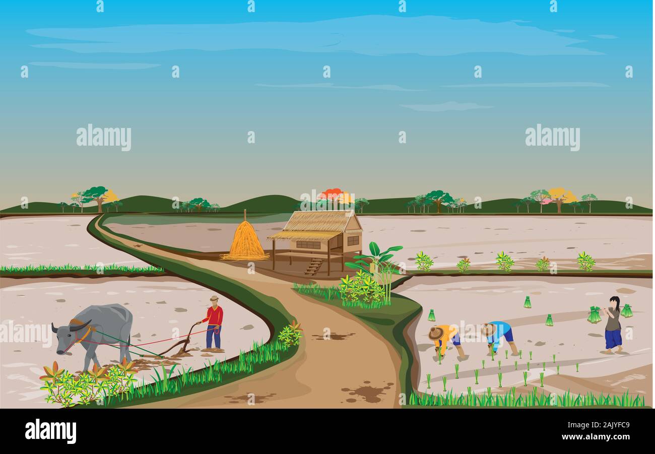 farmer work in paddy field vector design Stock Vector Image & Art - Alamy