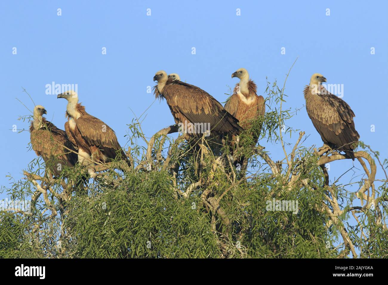 Vultures in Rajasthan Stock Photo
