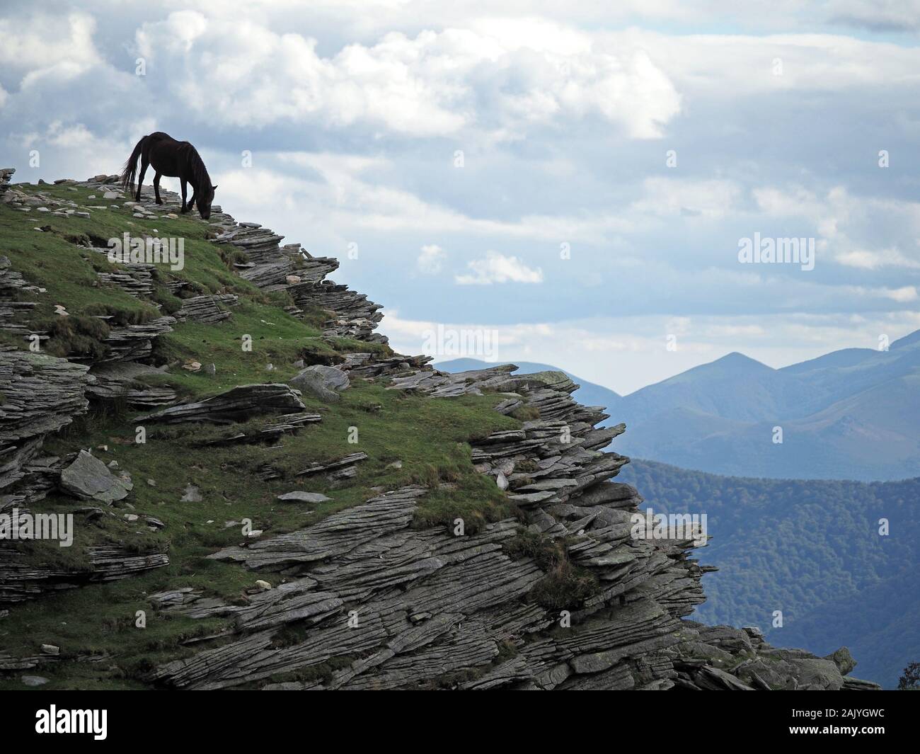 hardy black Pottok pony feeding on sparse grazing among slate rocks at the summit of La Rhune mountain, Pyrenees, France Stock Photo