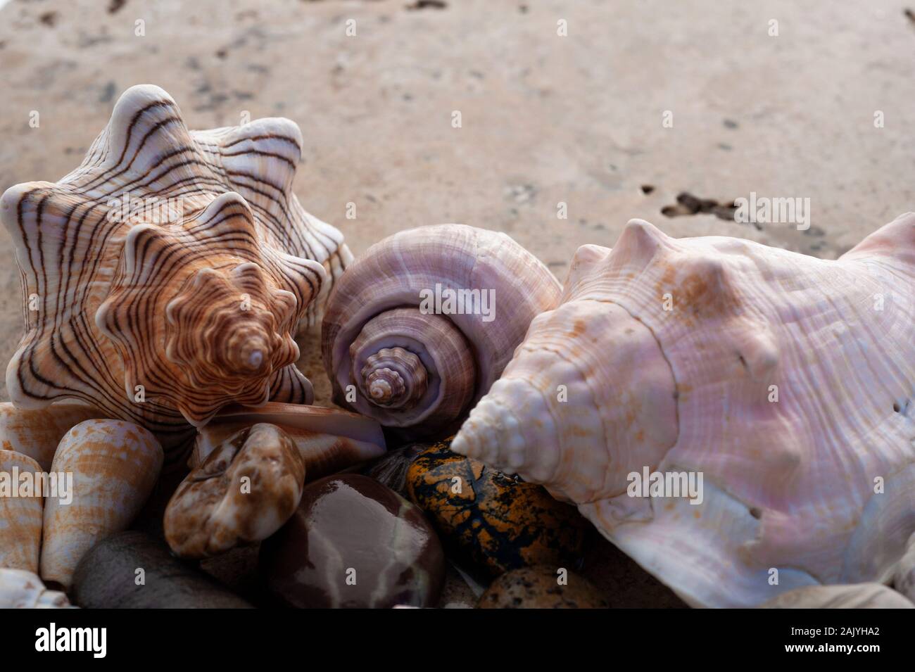 Sea Shell Still Life Beautiful collection of seashells on stone still life photography art ...