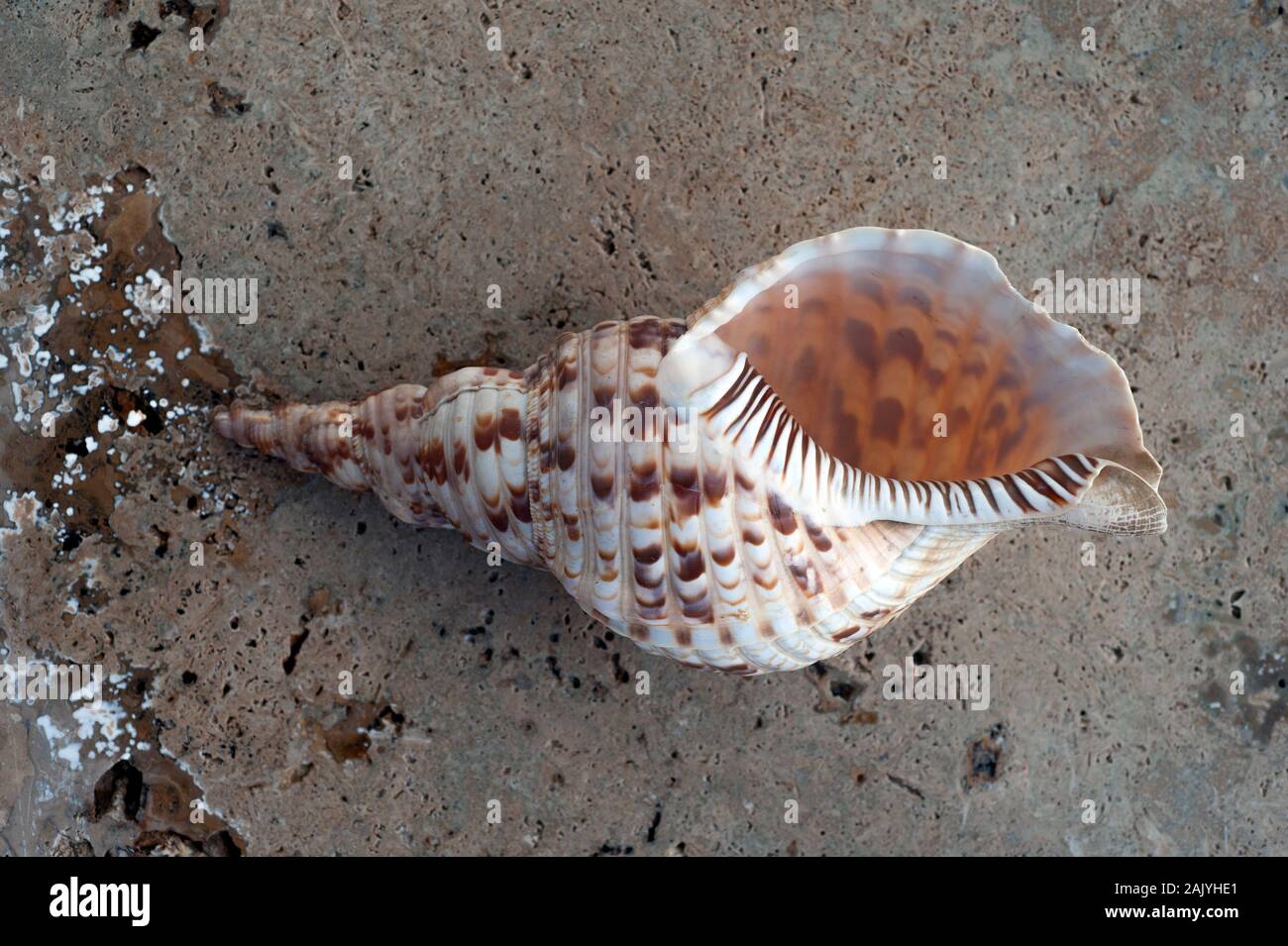 Beautiful collection of seashells on stone still life photography art ...