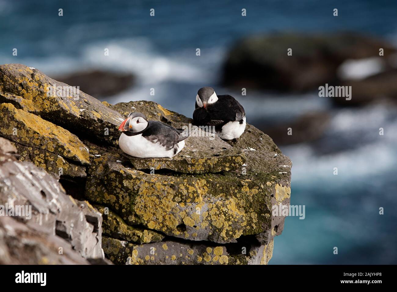 Fratercula Artica, or Puffin, in Iceland. They breed in large colonies on coastal cliffs or offshore islands, nesting in crevices among rocks. Stock Photo