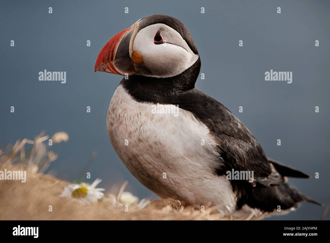 Fratercula Artica, or Puffin, in Iceland. They breed in large colonies on coastal cliffs or offshore islands, nesting in crevices among rocks. Stock Photo