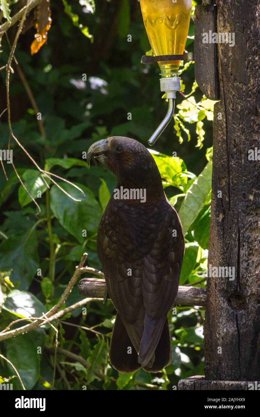 New Zealand Kaka, nestor meridionalis, feeding at Zealandia wildlife sanctuary, Wellington, New Zealand Stock Photo