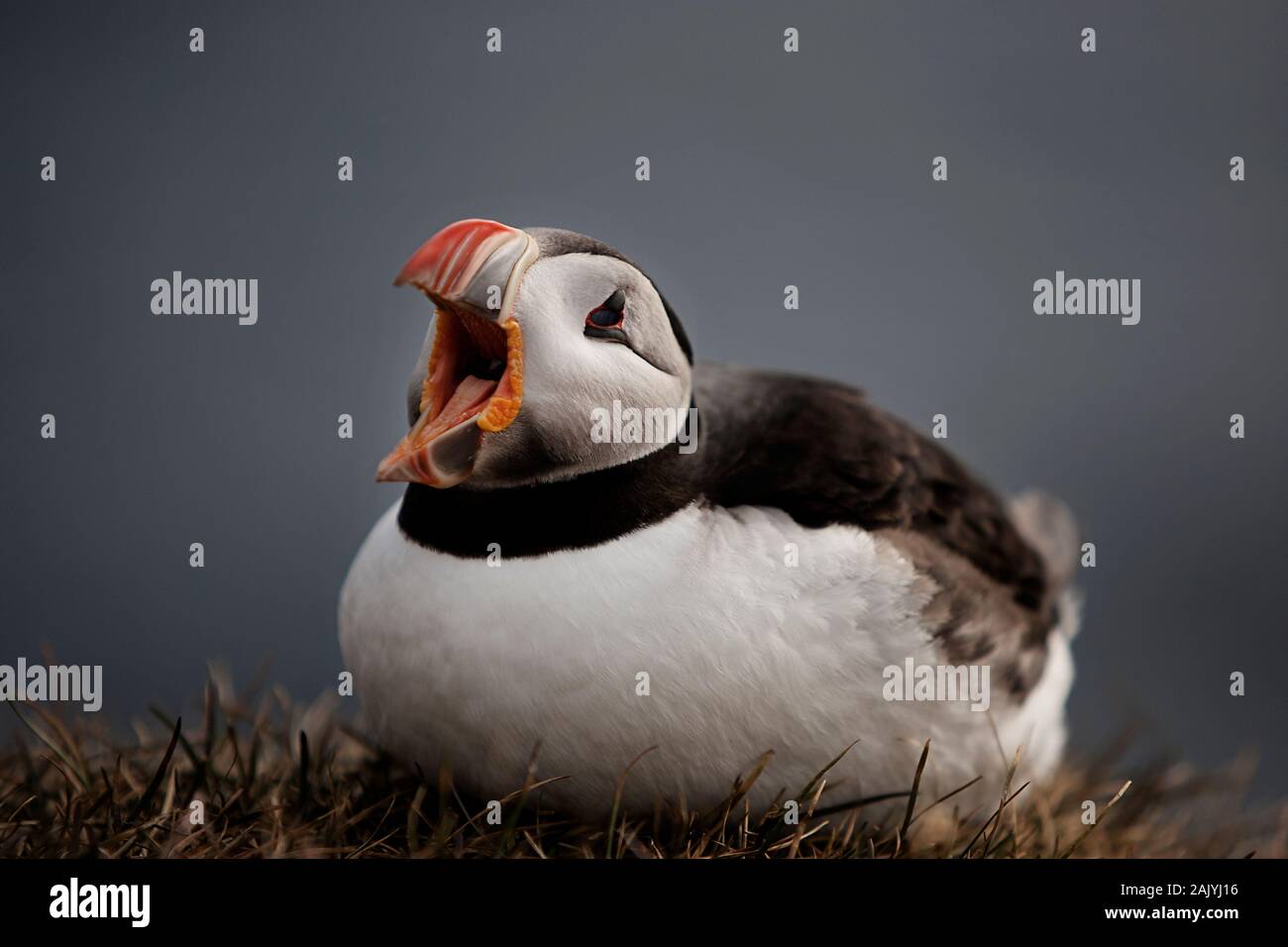 Fratercula Artica, or Puffin, in Iceland. They breed in large colonies on coastal cliffs or offshore islands, nesting in crevices among rocks. Stock Photo