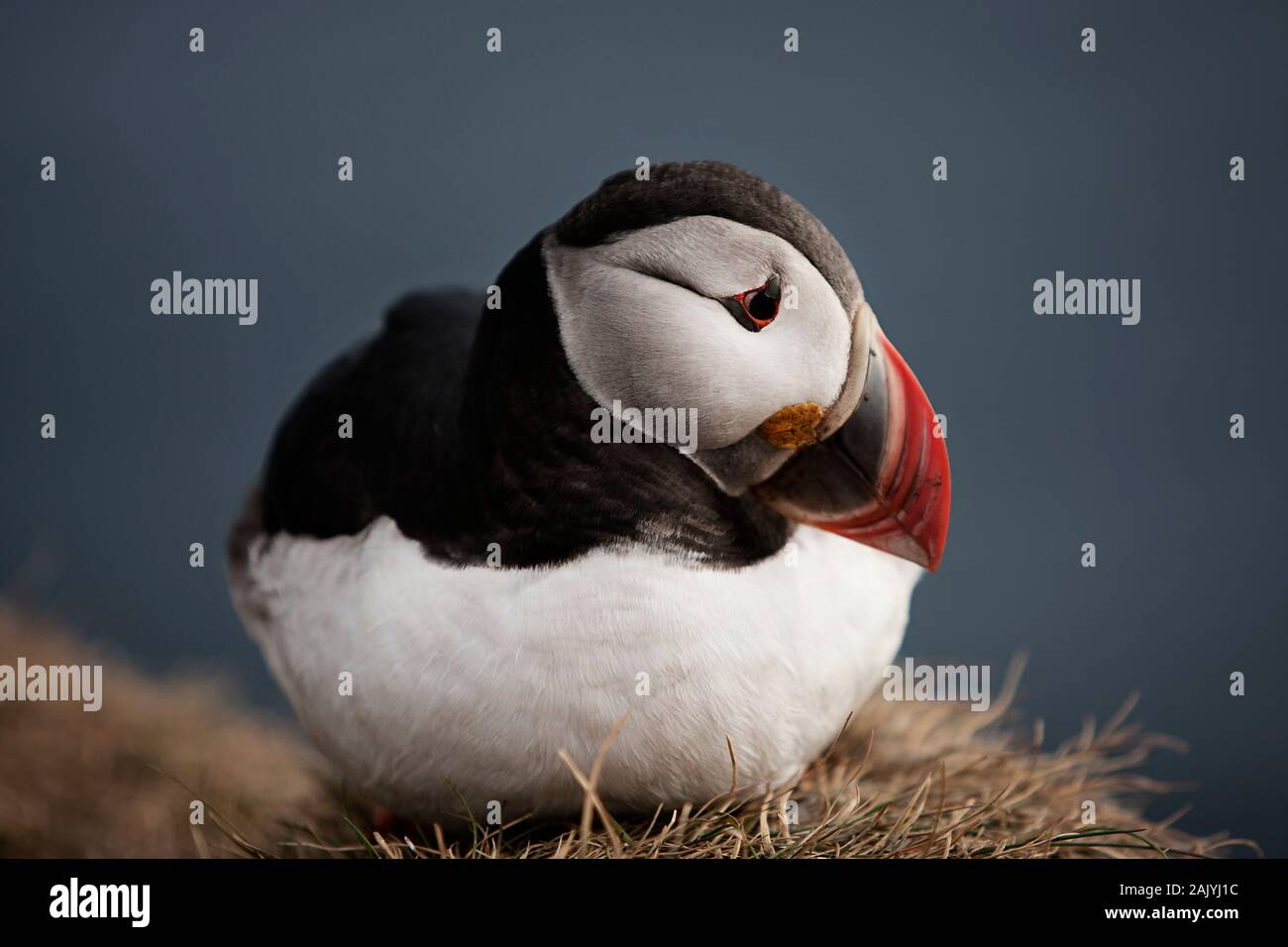 Fratercula Artica, or Puffin, in Iceland. They breed in large colonies on coastal cliffs or offshore islands, nesting in crevices among rocks. Stock Photo