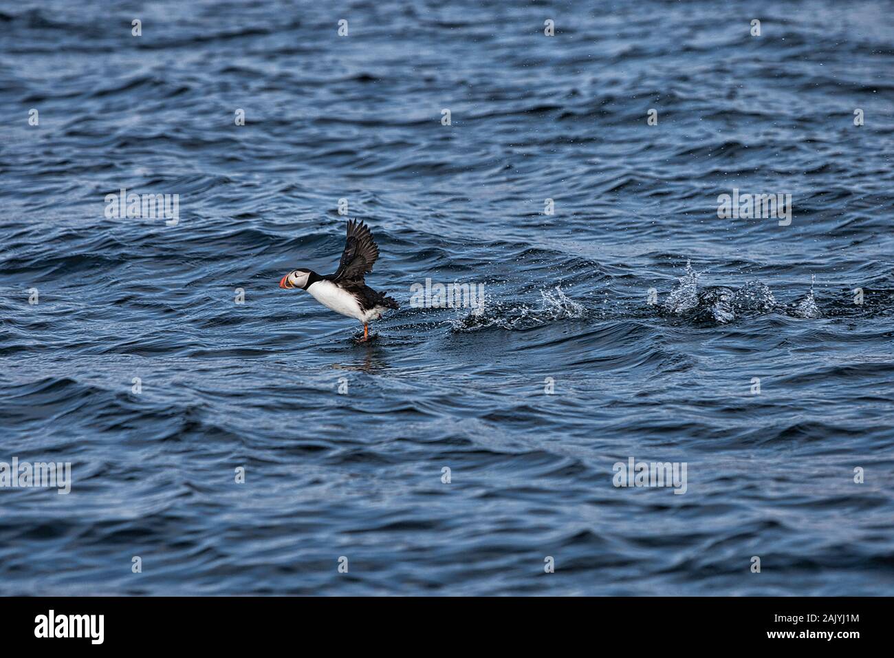Fratercula Artica, or Puffin, in Iceland. They breed in large colonies on coastal cliffs or offshore islands, nesting in crevices among rocks. Stock Photo