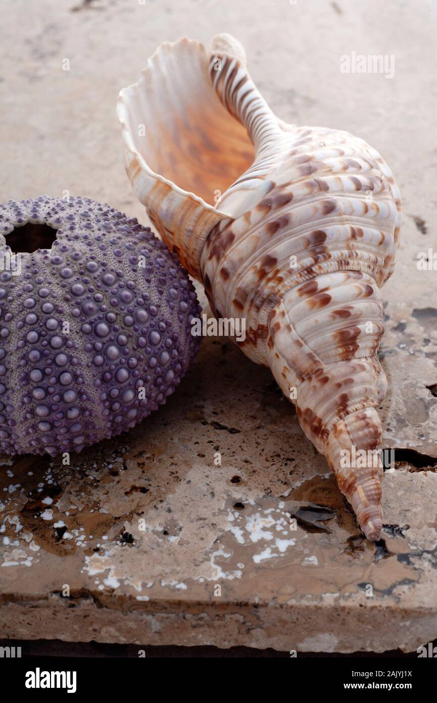 Beautiful collection of seashells on stone still life photography art. Stock Photo