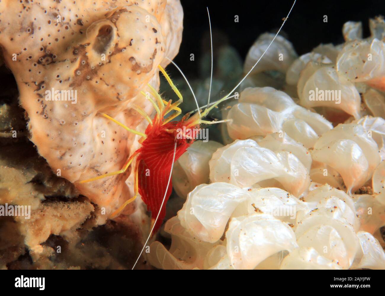 Ambon Cleaner Shrimp (aka Dwarf Cleaner Shrimp, Lysmatella prima). Anilao, Philippines Stock Photo