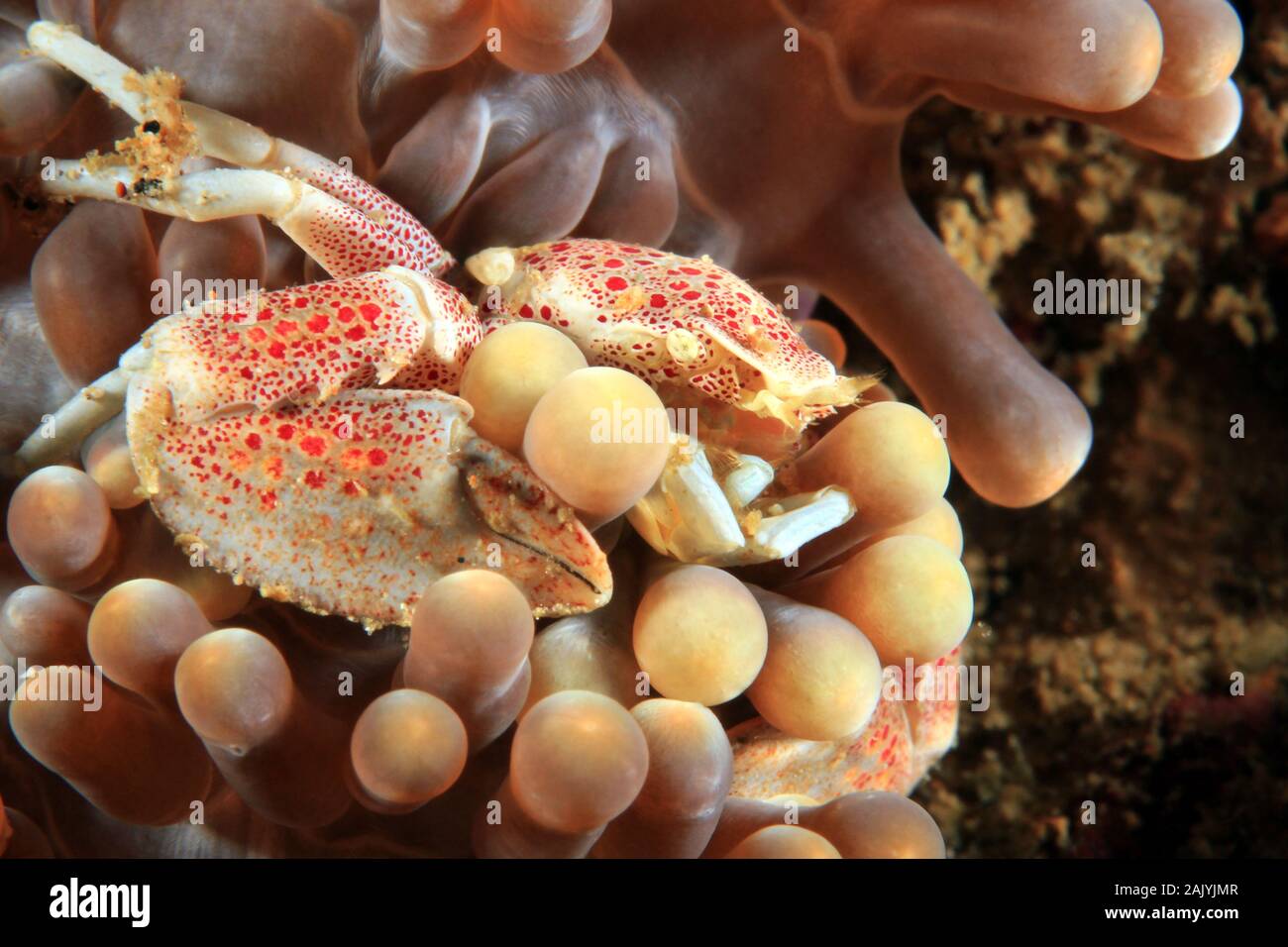 Ohshimai Porcelain Crab (aka Anemone Porcelain Crab, Neopetrolisthes ohshimai). Anilao, Philippines Stock Photo