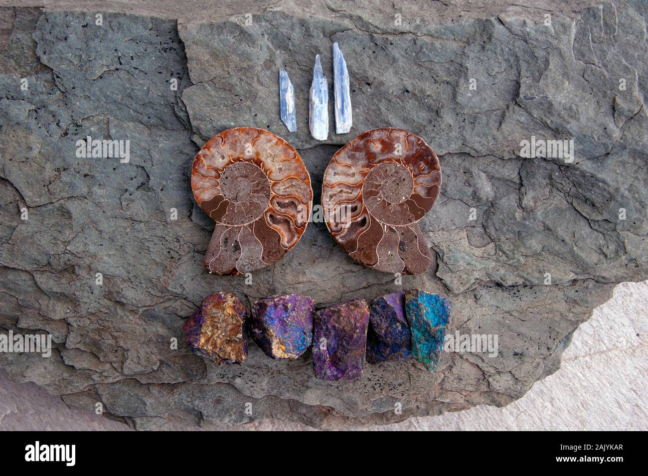 Fossil ammonite spiral seashells with Kyanite and Peacock rock. Stock Photo