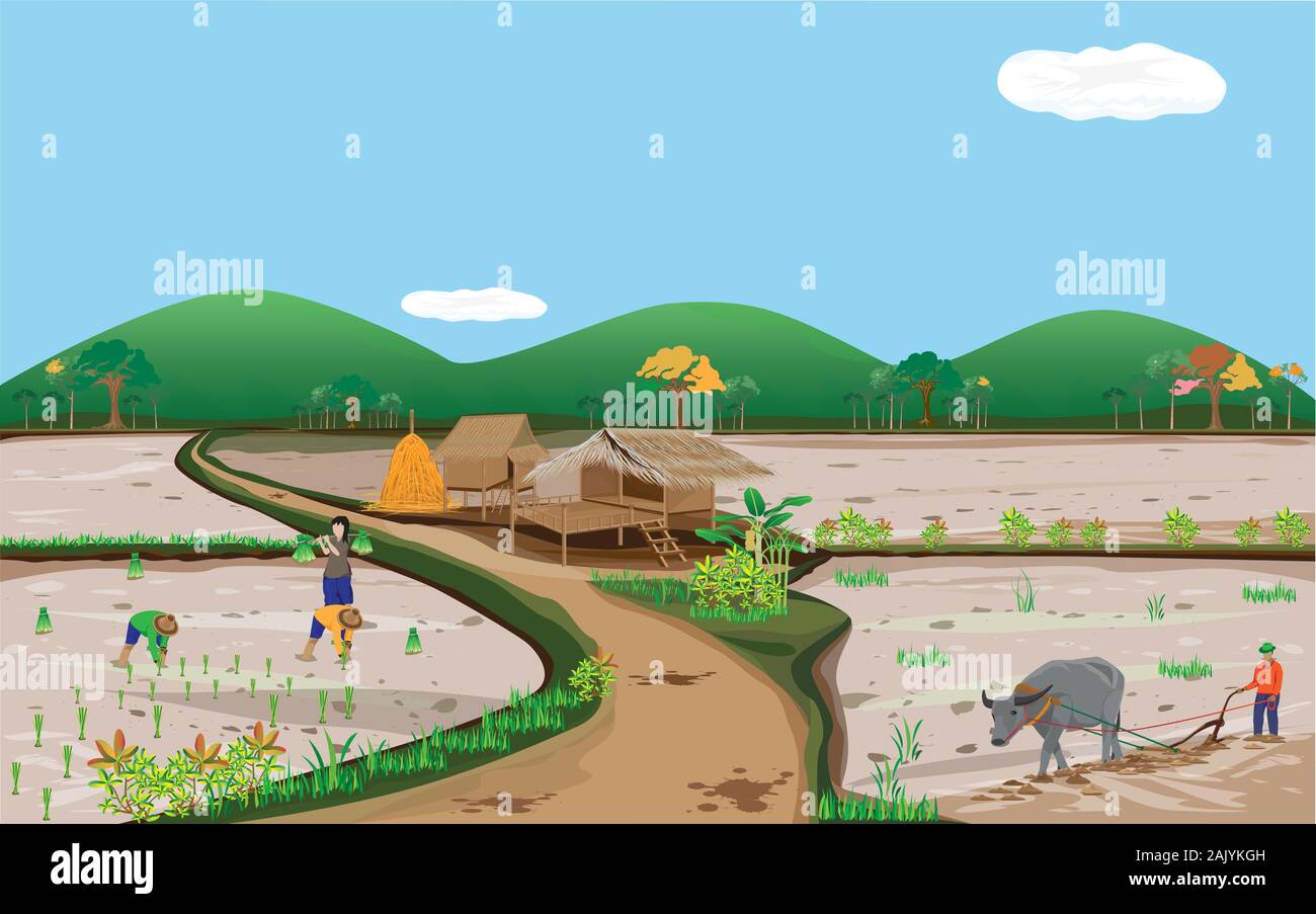 farmer work in paddy field vector design Stock Vector Image & Art - Alamy