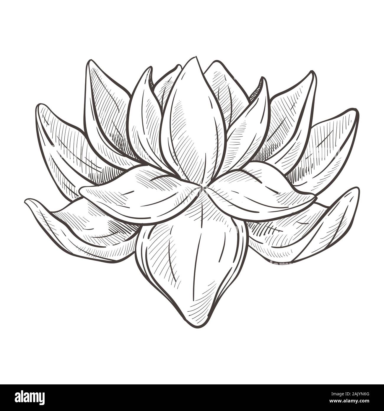 Wild oriental flower or lotus blossom isolated sketch Stock Vector ...