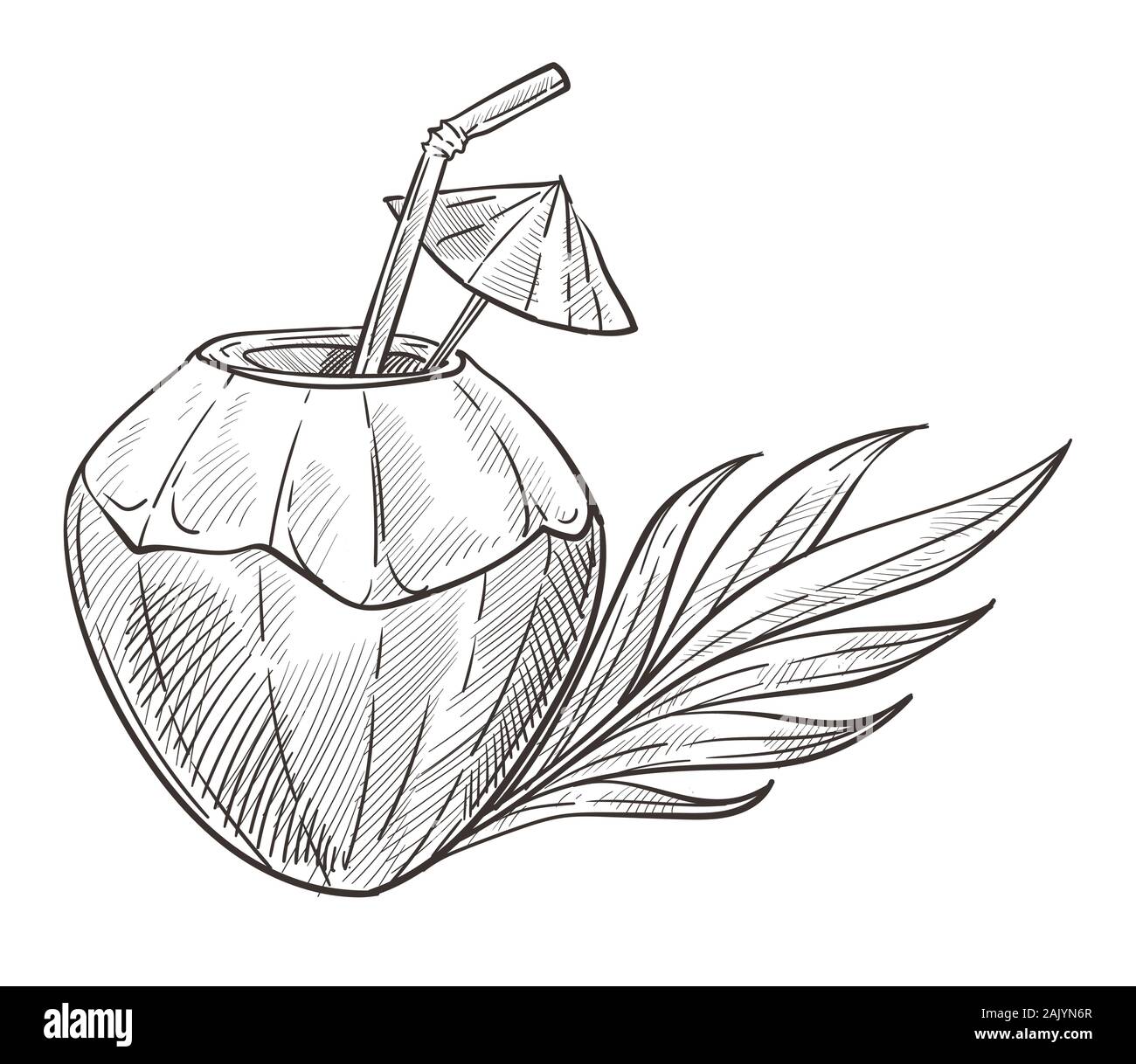 Coconut fruit of tropical palm sketch, food design. Coconut fruit sketch of  tropical coconut palm. whole and half of exotic | CanStock