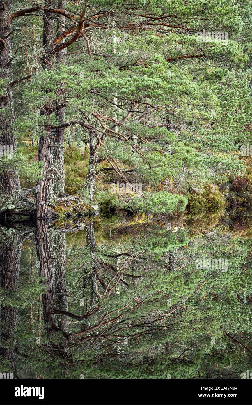 Uath Lochan at Glen Feshie in the Cairngorms National Park of Scotland. Stock Photo