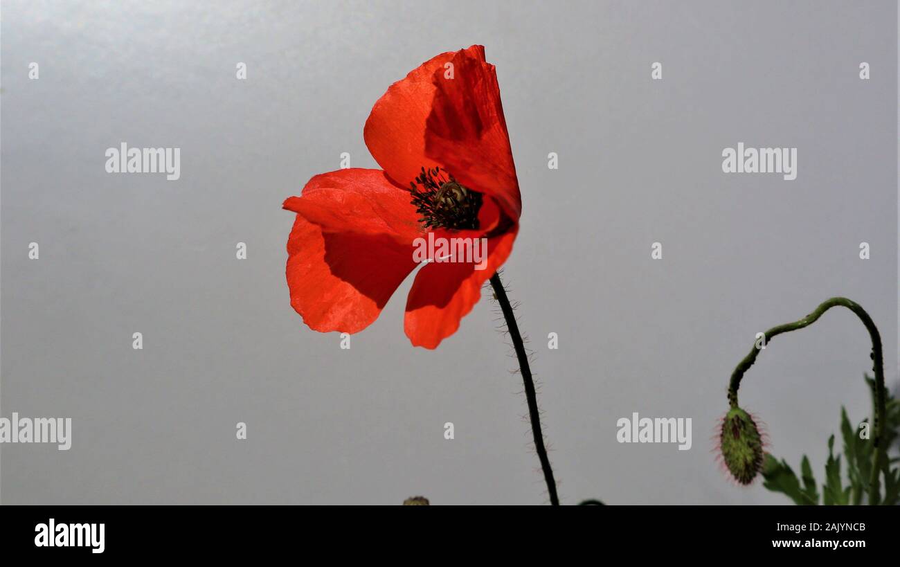 Gray background photos hi-res stock photography and images - Alamy