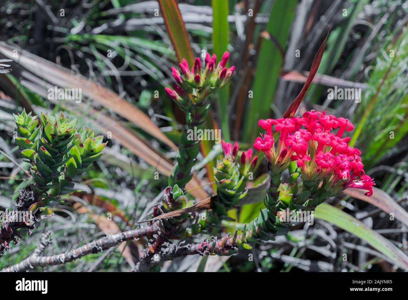 Pink flowers at Table Mountain National Park in Cape Town, South Africa