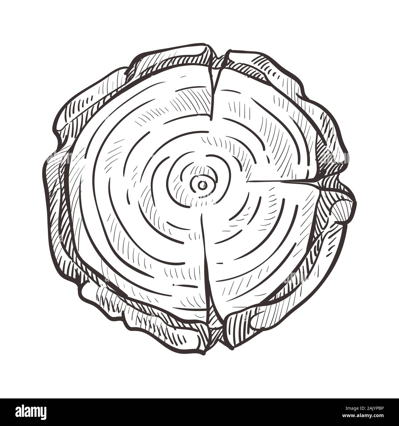 Wood trunk section, tree age circles, forest stump Stock Vector