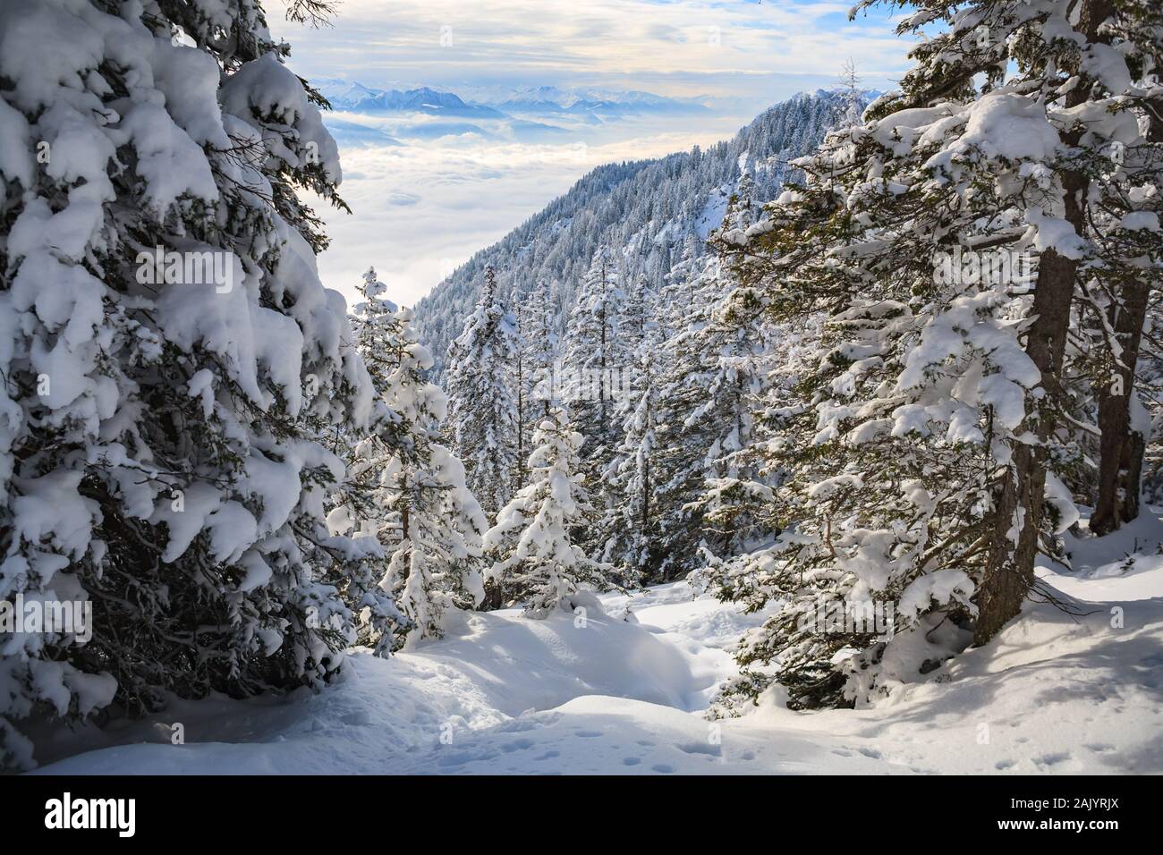 Wintry forest in the Alps near Kufstein in Austria, Europe. Stock Photo