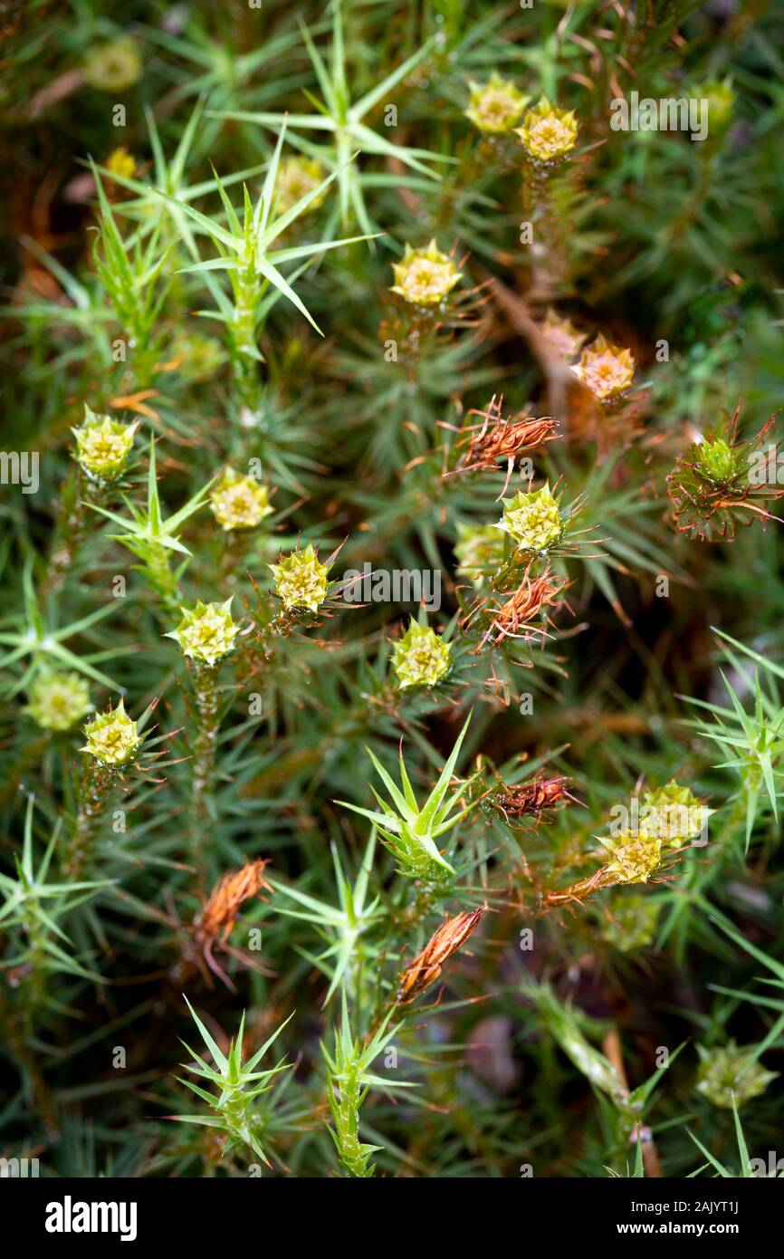 Haircap Moss (Polytrichnum commune) in the Cairngorm National Park of Scotland. Stock Photo